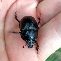 Anoplotrupes stercorosus