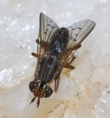 Hydromya dorsalis