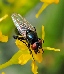Hydrotaea ignava