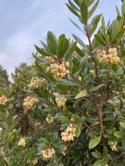 Arbutus unedo