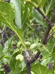 Afrocanthium