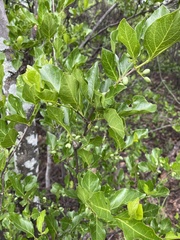 Afrocanthium