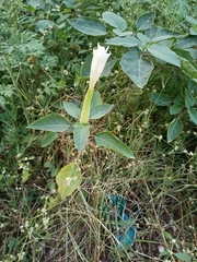 Datura innoxia