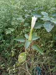 Datura innoxia