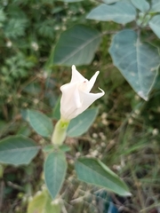 Datura innoxia