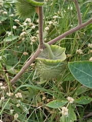 Datura innoxia