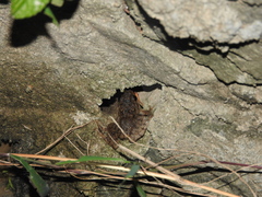 Fejervarya cancrivora