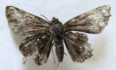 Nisoniades