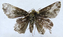 Nisoniades