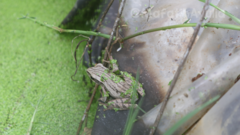 Polypedates leucomystax