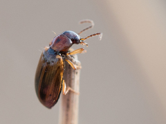 Dicheirotrichus placidus