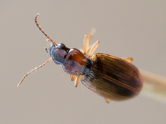 Dicheirotrichus placidus