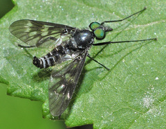 Ibisia marginata