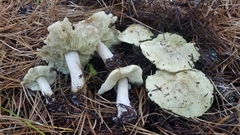 Tricholoma aestuans