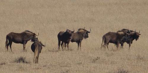 Black wildebeest