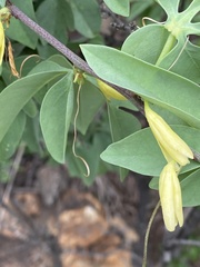 Adenia glauca
