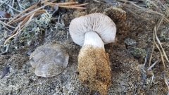 Tricholoma niveipes