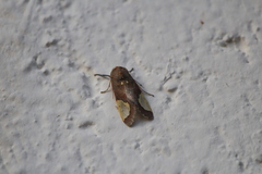 Bertholdia specularis