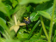Allorhynchium argentatum