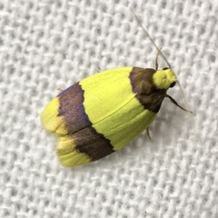 Heterallactis euchrysa