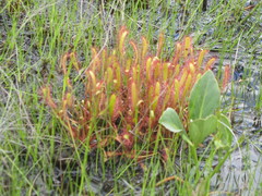 Drosera linearis