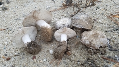 Tricholoma niveipes