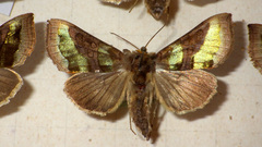 Diachrysia chrysitis