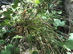 Juncus effusus effusus