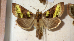 Diachrysia chrysitis