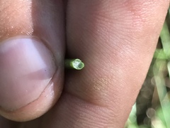 Juncus effusus effusus