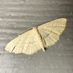 Scopula hypochra