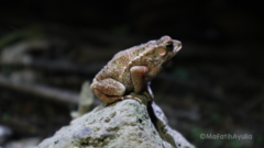 Ingerophrynus biporcatus