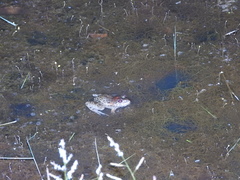 Fejervarya cancrivora