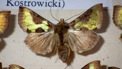 Diachrysia chrysitis