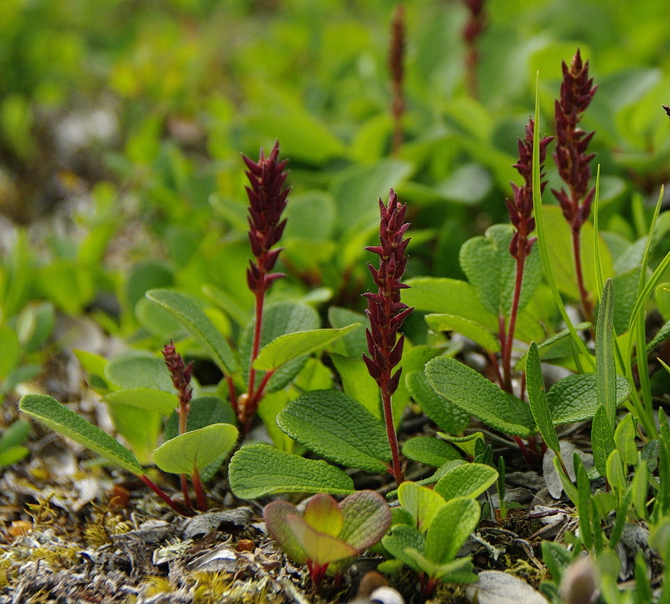 Salix reticulata