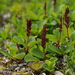 Salix reticulata - Photo (c) Andy Fyon,  זכויות יוצרים חלקיות (CC BY-NC), הועלה על ידי Andy Fyon