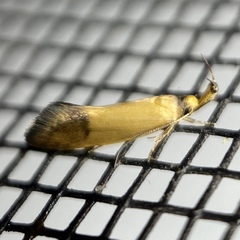 Eremnozona straminea