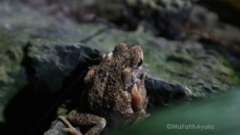 Ingerophrynus biporcatus