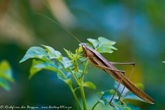 Conocephalus caudalis