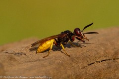 Philanthus triangulum diadema