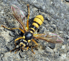 Leopoldius coronatus