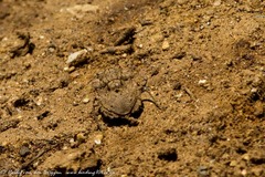 Nerthra grandicollis