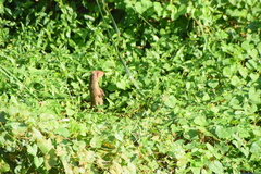 Urva
