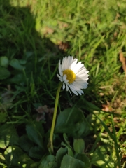 Bellis perennis