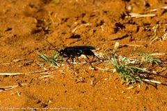 Batozonellus fuliginosus