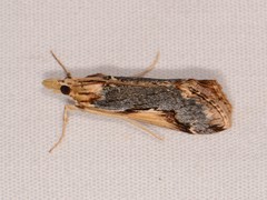Loxostege albiceralis