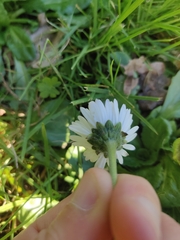 Bellis perennis
