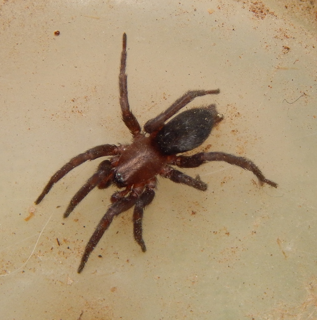 Xerophaeus patricki
