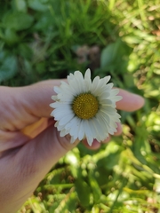 Bellis perennis