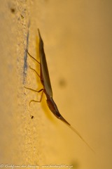 Pyrgomantis rhodesica